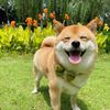 pet.collect49