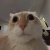 yuongcrownz_.1