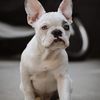 classactfrenchbulldogs
