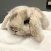 bunny🥇🎧