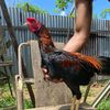 dino_farm