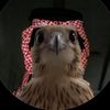 alazmi9.90