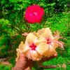 nasir.uddin0803