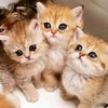 user6707707181829