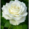 elmas0172