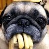 mister_mopssss