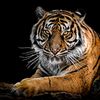 tigertigertiger544