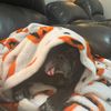 pugprincesssprinkles