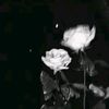milaaxx.z