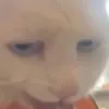 kennetpxi64
