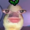 janellebern1437754