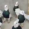 dlikyshkaw69