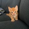 bruno_tigre77