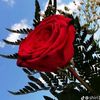 marwa34508