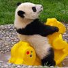 pandurz