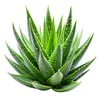 lil.aloe