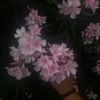 btx_ali1