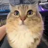 louzy_puzo