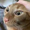 dinonuggylover32