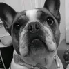 frenchie.the.fren7