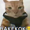 bakekokkoooo
