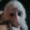 jabed3_