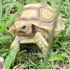 hoangtocrua34
