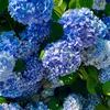 louane_375