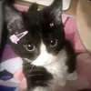 salo_1577