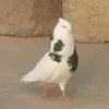 alandomed81