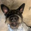 tivothepointer