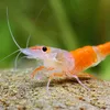 shrimotee