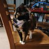 cats.are.so.cute64