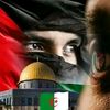 farid.dz204