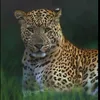usuarioofte