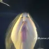 giaman_chip