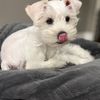 bentleyschnee
