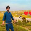 javedalirlid4