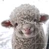 nefret.kin.lm