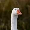 big_white_duck