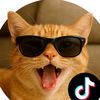 funny pets
