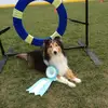 sheltietoes