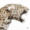 samantha222hi