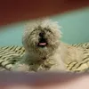 chipu_006