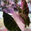 ansun0019