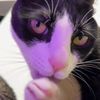 Licking Cat