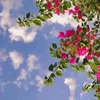 nigaomar