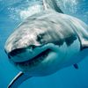 shark.king08
