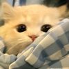 chocopiee_33