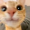 pet_anomali